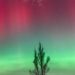 Navigasi Alam Ekstrem: Mengapa Aplikasi Tracker “Aurora-Quake” Menjadi Life-Saver Paling Dicari di Mei 2026?